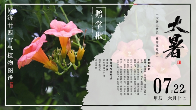 同济二十四节气植物图谱 | 大暑三秋近，林钟九夏移